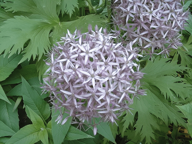 Beautiful plants. Image 6